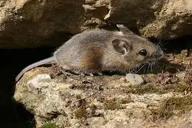 الفأر الحقلي